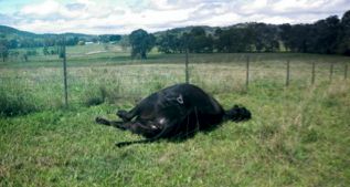 Image of dead bovine